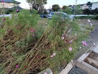ワン