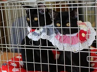 ぴっち＆ちゃっぷ・・個別のお見合い頑張り…