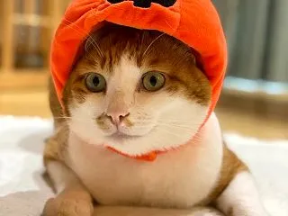 脅迫ではにゃい