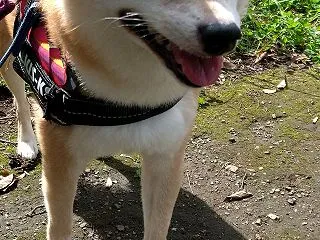 素晴らしい天気