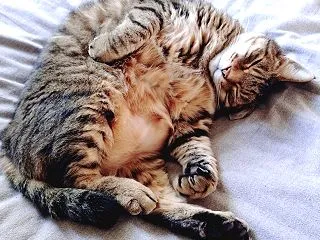 ふたりと一緒にお昼寝をした日