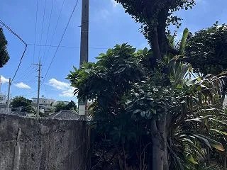 北東側の樹木