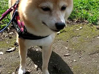秋を堪能、だよ