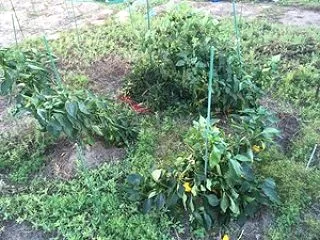 有機農法畑の様子 10/2 後編