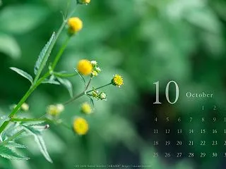 10月の壁紙カレンダーはセンダングサ