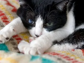 前足むぎゅっ。ミチのまったり昼下がり