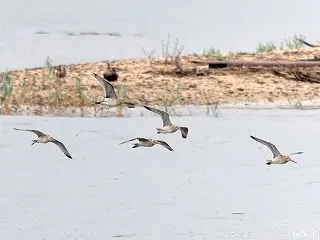 野鳥観察(2026年9月下旬)