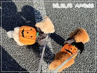 昨日は。。