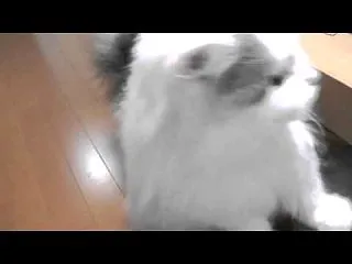 追いかけっこ