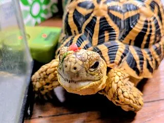 イベント遠征