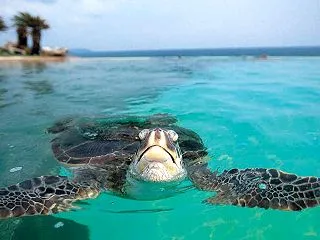 未来の輝きが