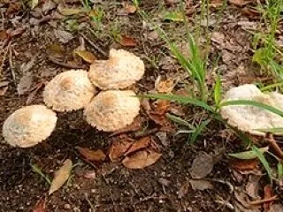 危険な“毒キノコ”に要注意
