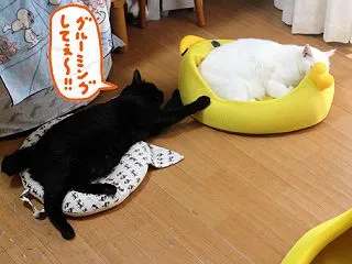 アナタの後頭部、グルーミングしてあげ隊伝…
