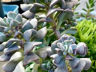 モサモサの多肉植物さん♪植え替え(pq･…