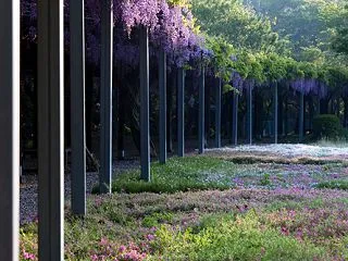 2025年の藤 No.4「野原農村公園 …