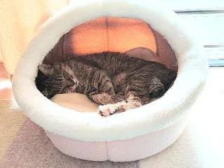 すやすやぁ