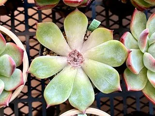 葉挿し 胴切り カット芽挿し 植え替えの…