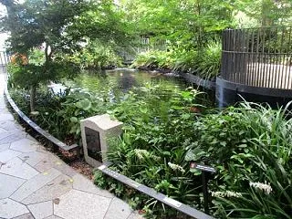 中央区彷徨(その30) 錦鯉の泳ぐ池は千…