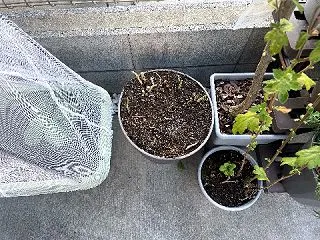 アスパラガス、また生え始めた