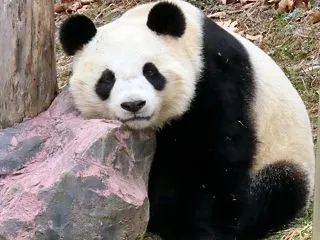 可愛いけど残念なパンダ