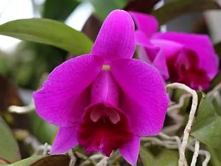C.pumila