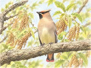 ヒレンジャクとは？特徴・鳴き声・渡来時期…