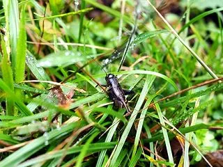 #5134 鎌の刃のしろく光ればきりぎり…