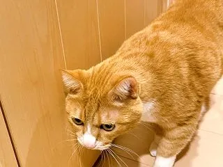 浦安市花火大会と猫ら。