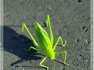 ツユムシの仲間