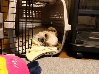 らんちゃんのお部屋