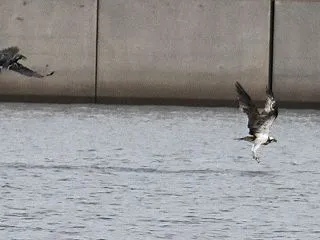 野鳥を撮影できなかった