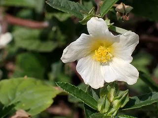 キンゴジカ（金午時花）？でしょうか？？＜…