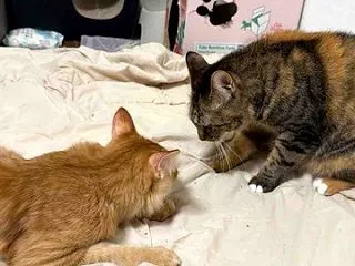 お姉ちゃん猫、奮闘する 20261018
