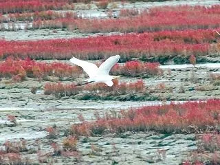 白鷺 (ダイサギ)