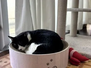 今日のふぅちゃん
