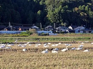 列車とススキと白鳥