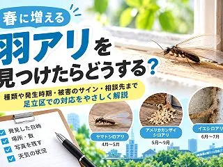 足立区で羽アリを発見！シロアリとの見分け…