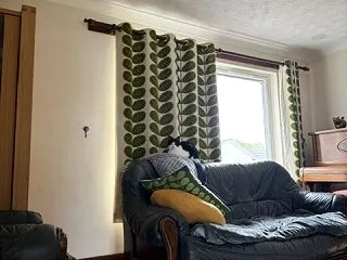 ◎日曜のにゃんこ597◎