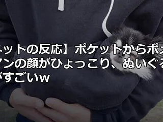 【ネットの反応】ポケットからポメラニアン…