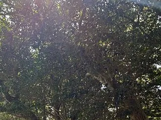 アファメーションの力を効果的に取り入れる…