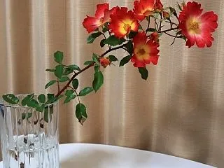 カクテル 冬支度でアーチを残すことに