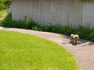 お散歩ルンルンのFranさんでおはよ&a…