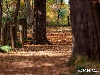 2025年11月24日、α7C IIとO…