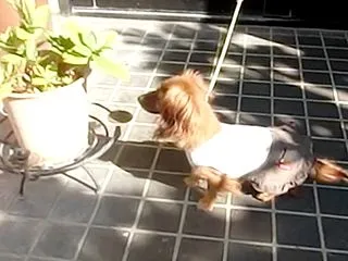 カニンヘンダックス動画：来月2歳になるチ…