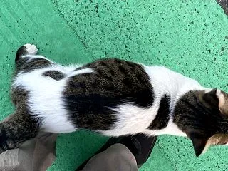夕ウォーキングの風景。令和8年10月17…