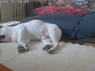 お留守番まさお