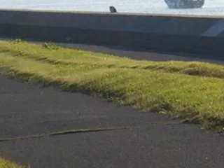 今日は沢山食ってくれたな 玉三郎(o^―…