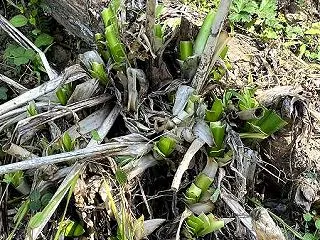 病み上がりの現実