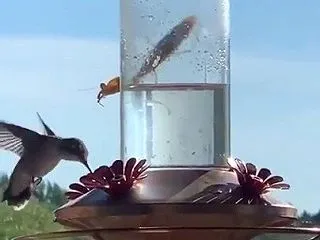 ハチドリ用の餌台にしがみつくカマキリ、寄…