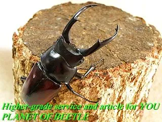 〇メトク産ドルクス ドンキエル＼(^o^…